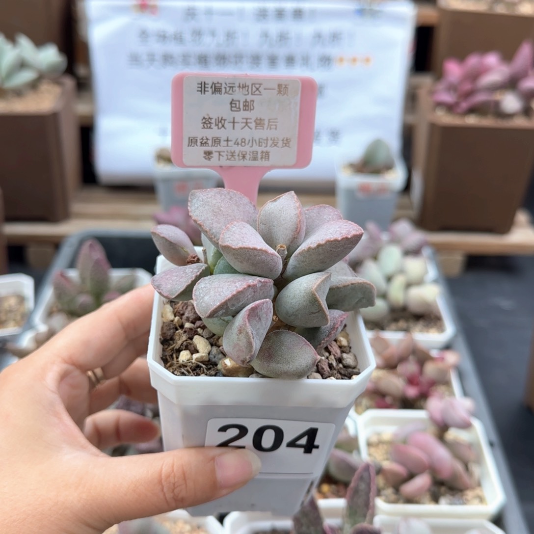 204金牛座多肉植物