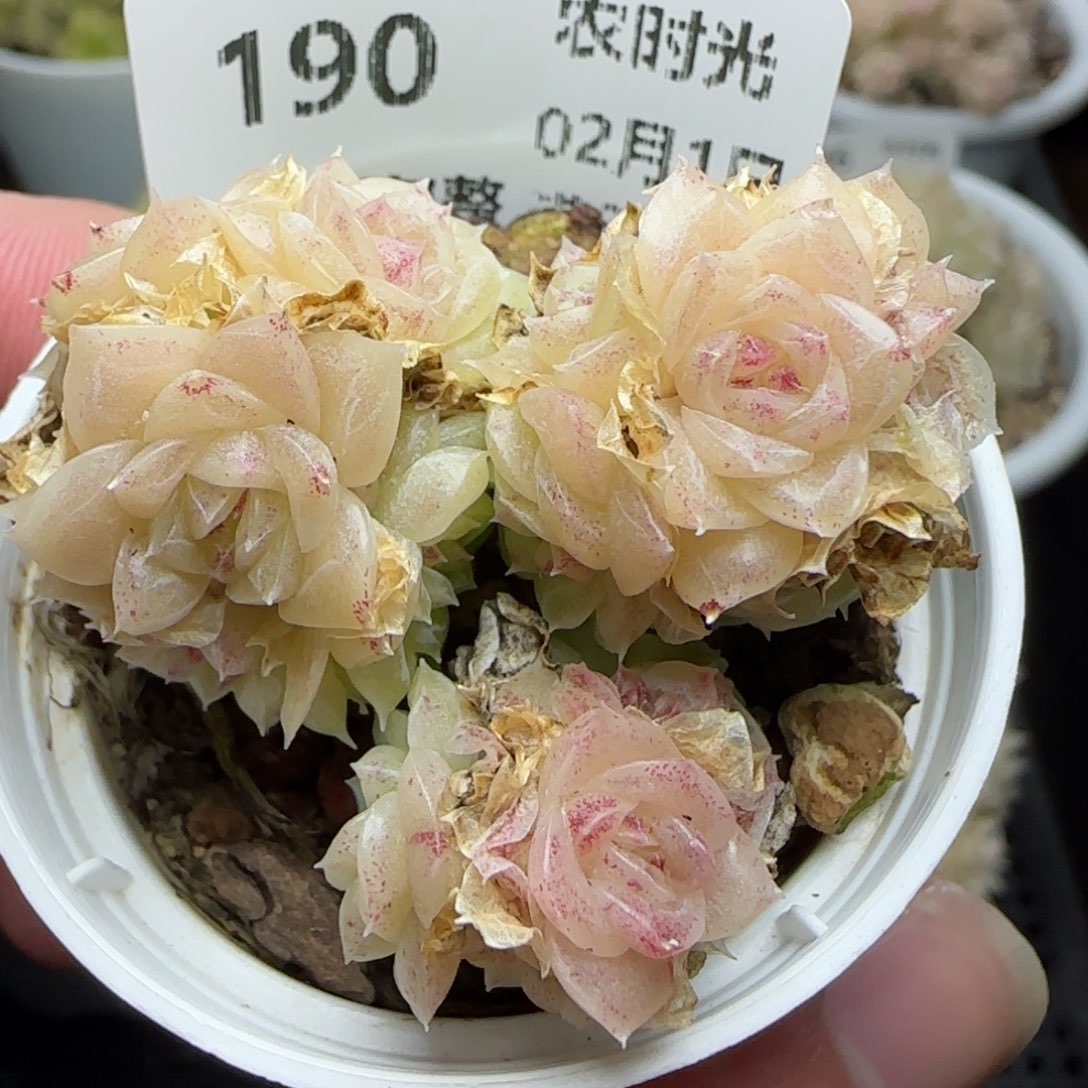 0201-190珠光麦秆