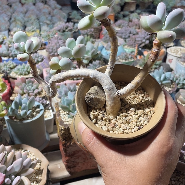 彩虹奶多肉植物啊