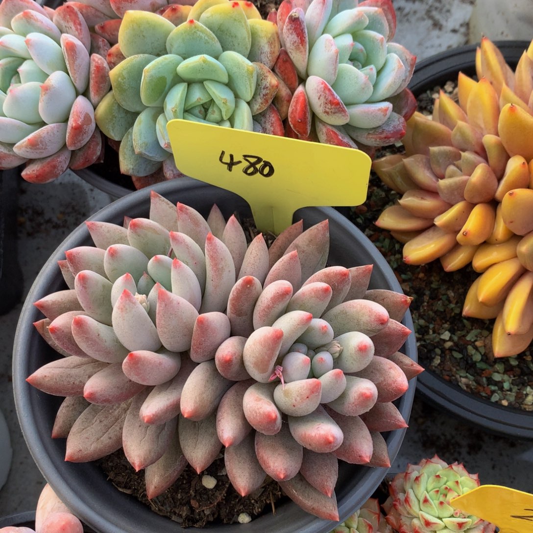 所罗门7273773727337