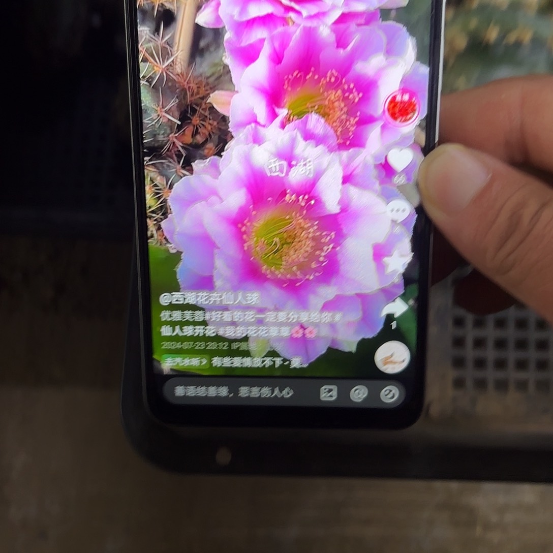 优雅芙蓉丽花地下侧牙20包邮