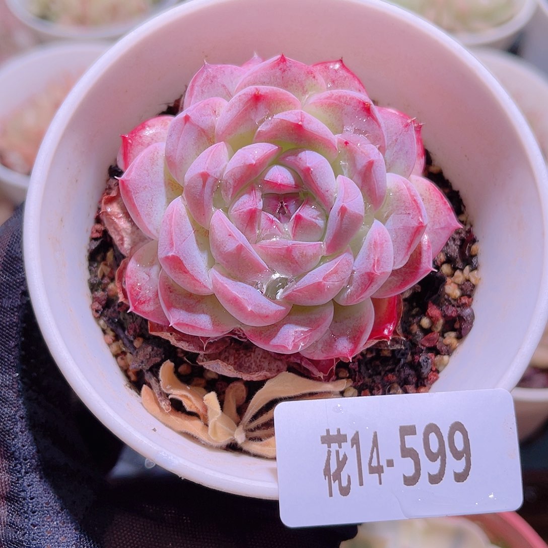 花利美14-599白桃汽水