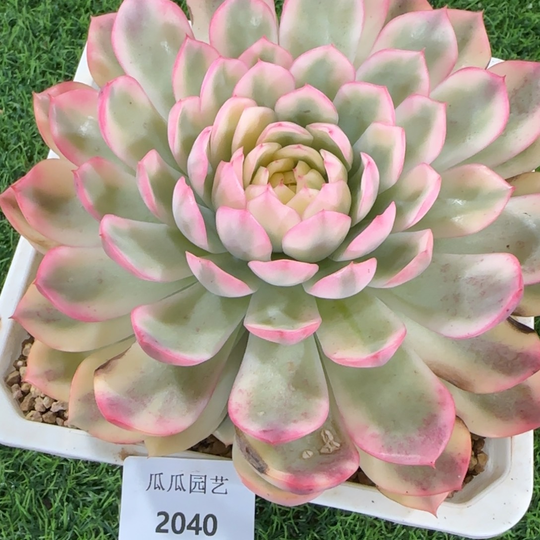 2040韩水晶锦绣多肉植物的时候