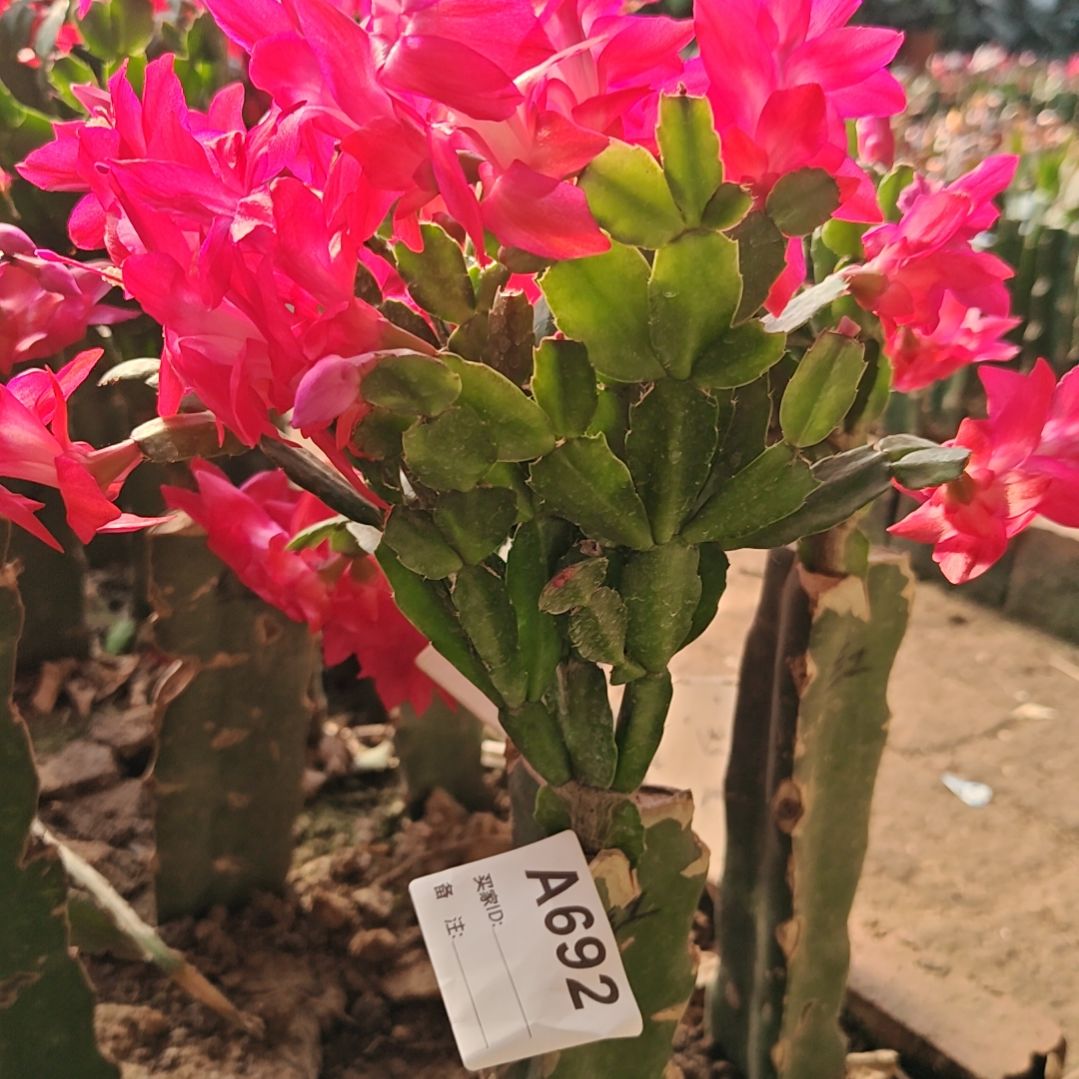 红桑巴脱土脱盆易掉芽苞692