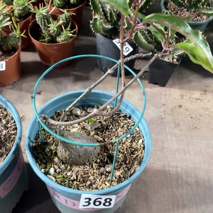 368紫背箩魔块根