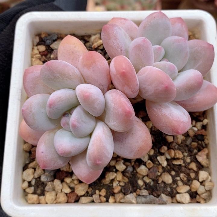 香水 韩货精品666