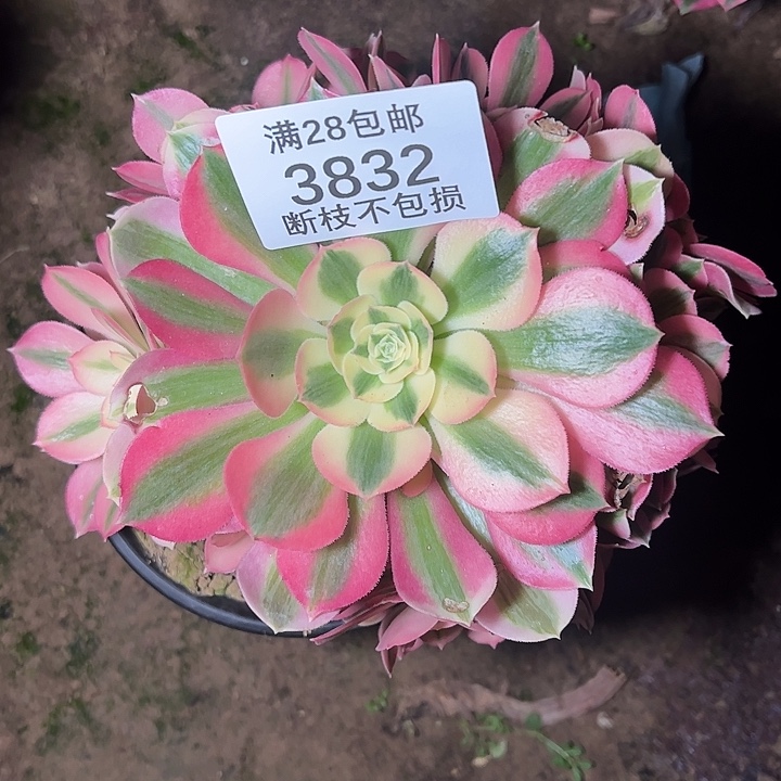 3832粉女巫多肉植物