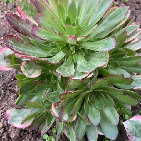 164孔雀翎满25包邮多肉