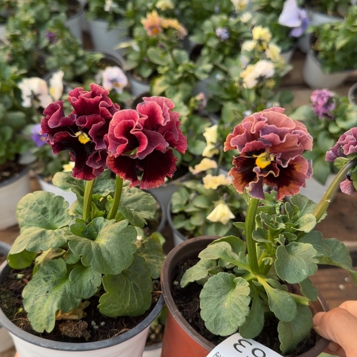 姜***酱无花朵L763两棵小苗低于零下5勿拍