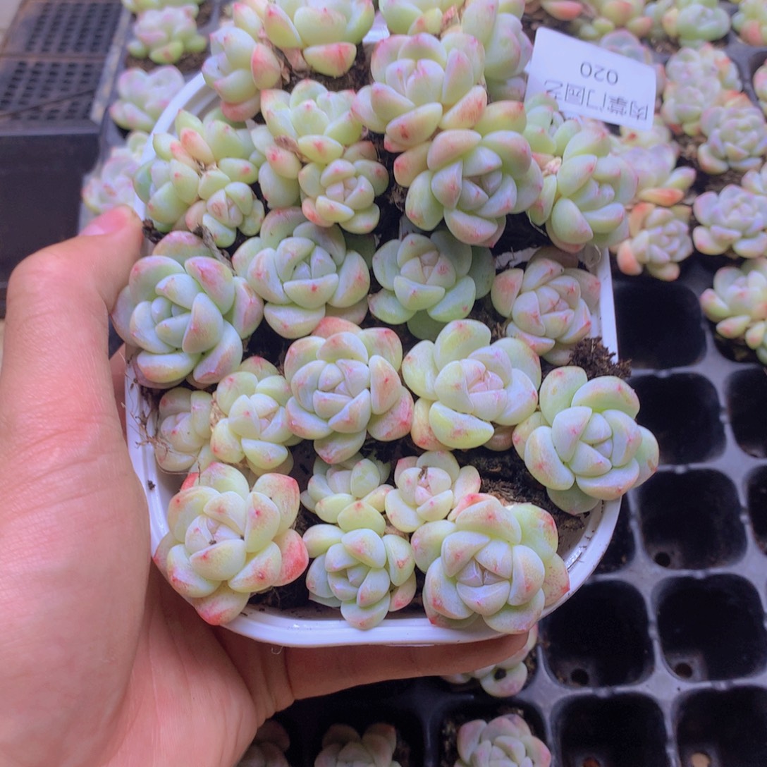 我要去看你了啊我的天020