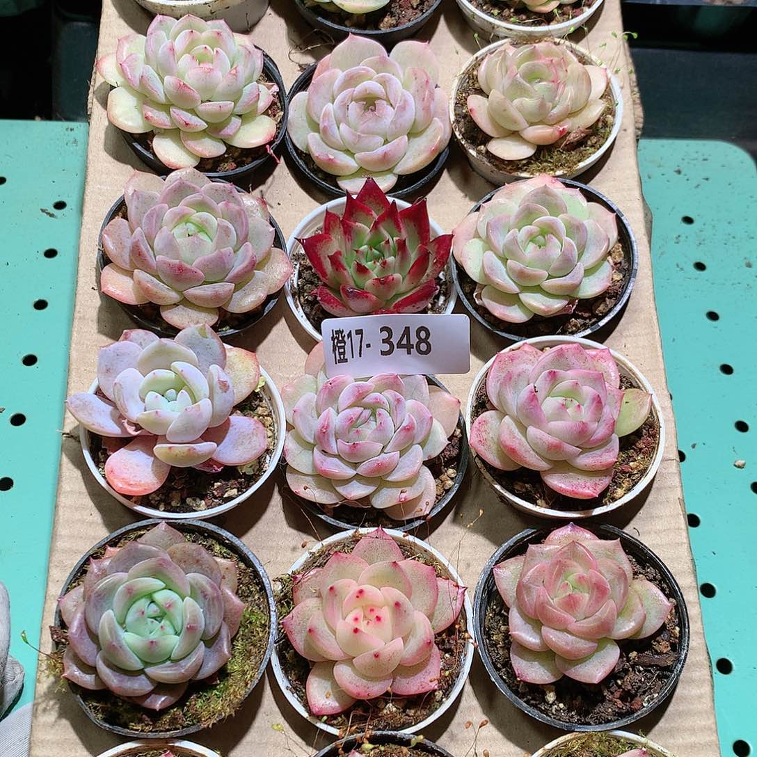 17-348一物一拍带盆18颗