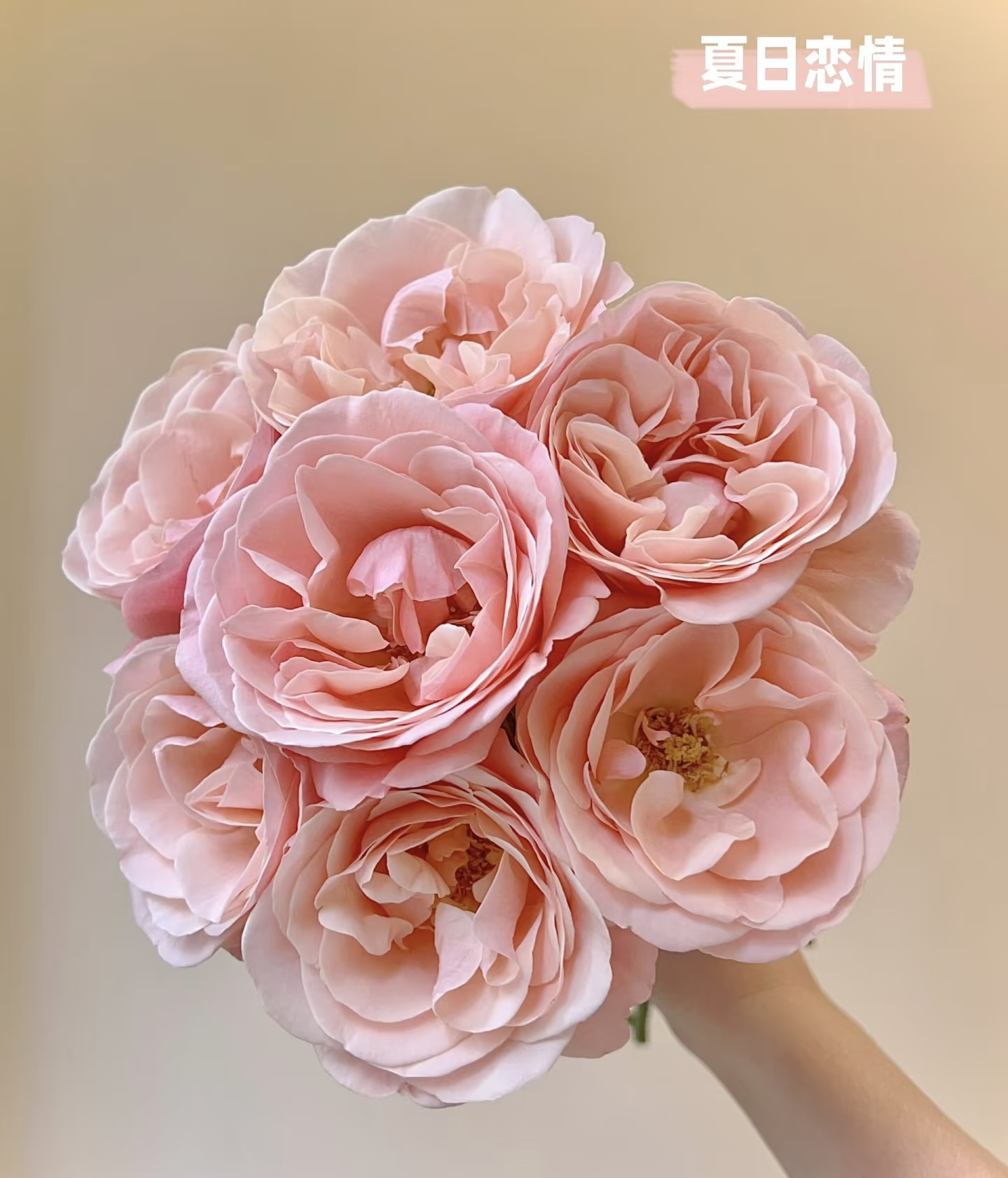 夏日恋情玫瑰鲜切花 云南基地直发 顺丰包邮