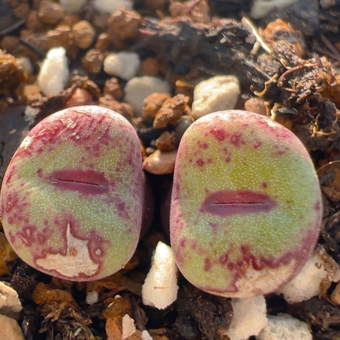 36多肉植物多肉植物