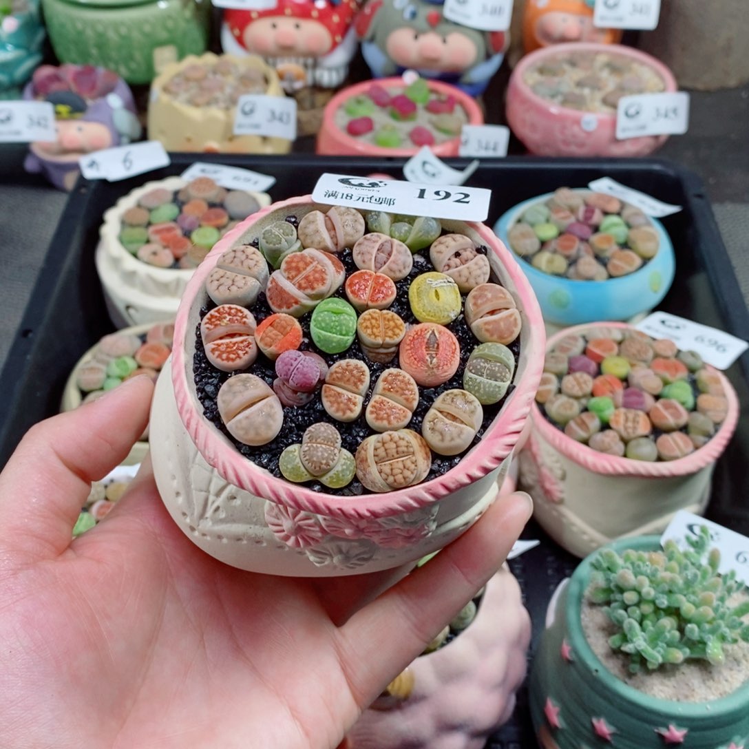 生石花花花花花花花192