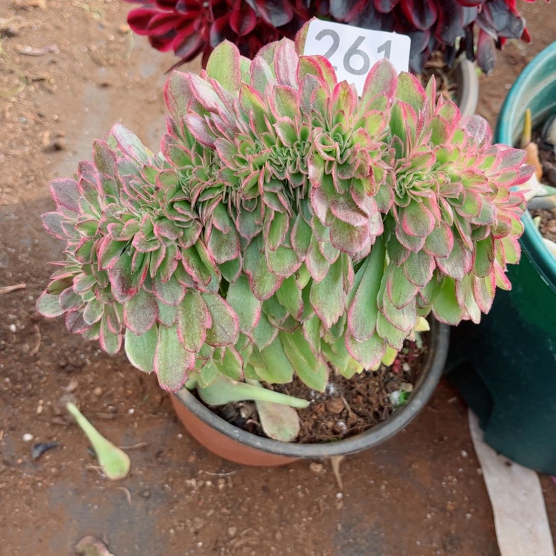 @*涛多肉植物261海王