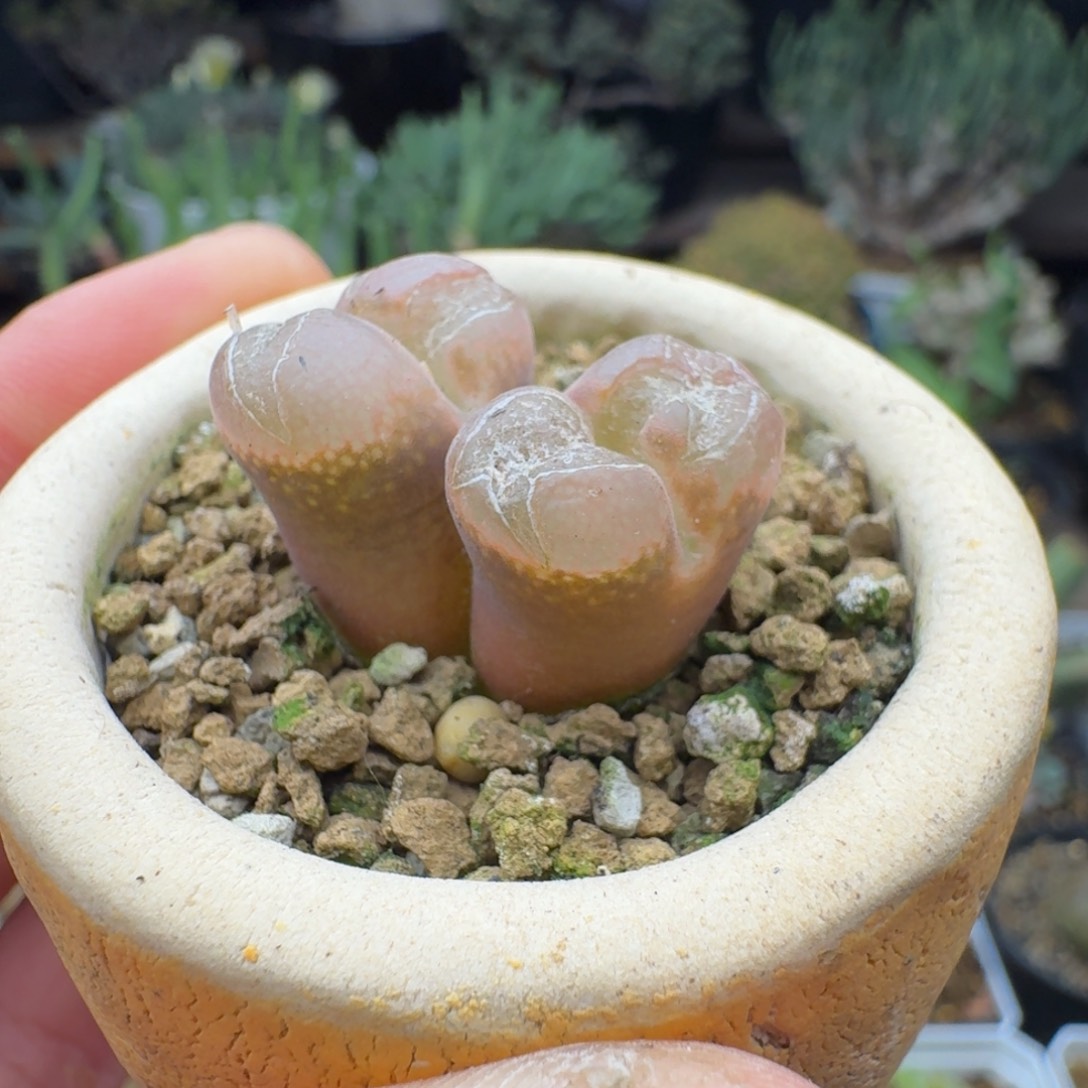 日系红风铃多肉。