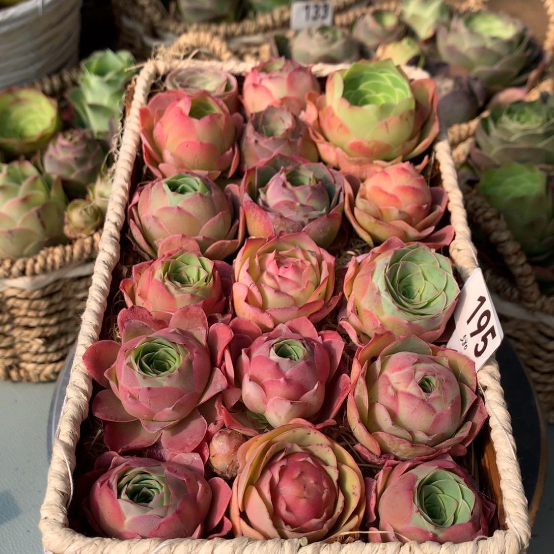 山地玫瑰花蓝195