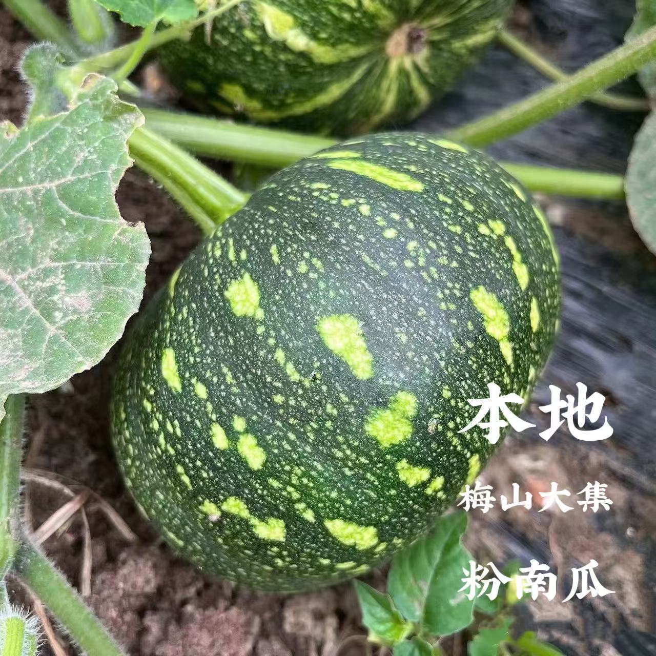 【本地南瓜】湖南新化老乡自种露天老种粉南瓜3斤/5斤装