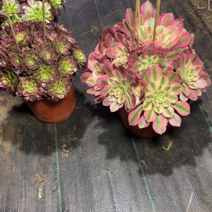 56粉女巫多肉多肉多肉多肉