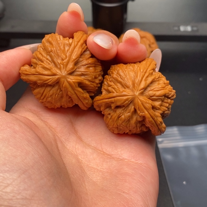 明***秀文玩核桃吊坠白狮子正奔