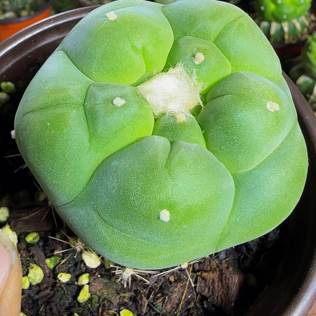 五棱超大尤549仙人球