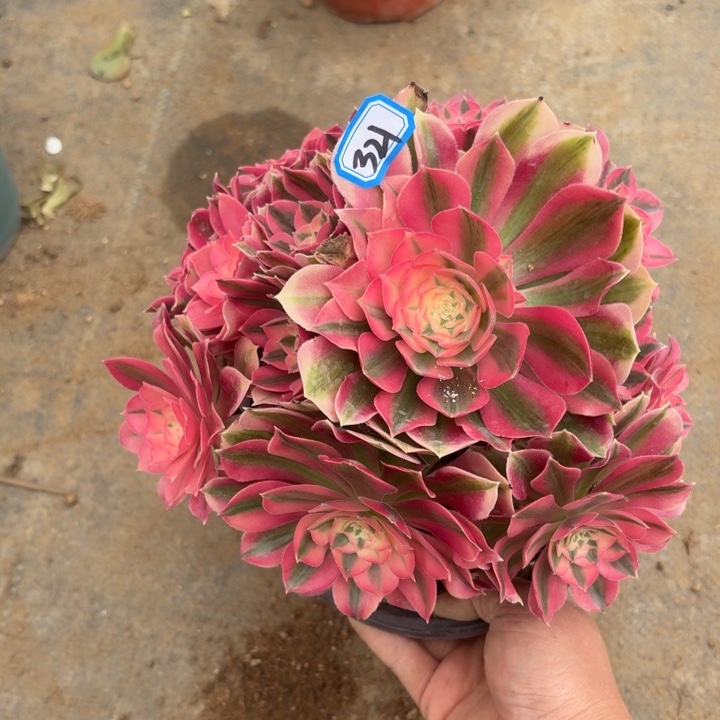 一物一拍多肉粉女巫321