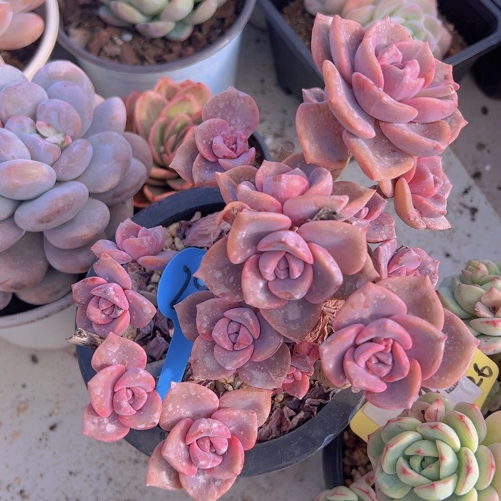 健健康康平平安安