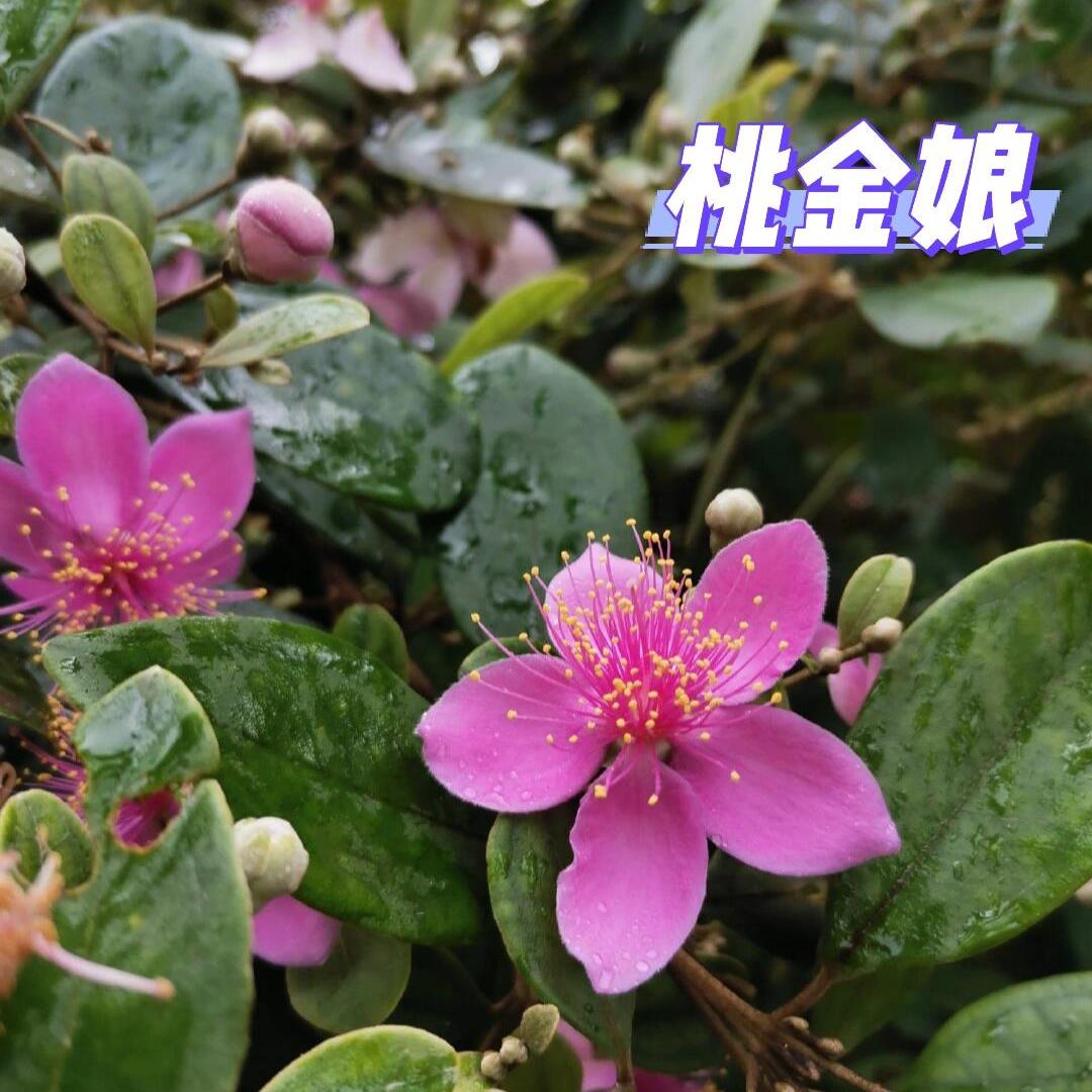 桃金娘老树盆景桩树苗盆栽大乌捻子树果苗南北方庭院种植当年结果