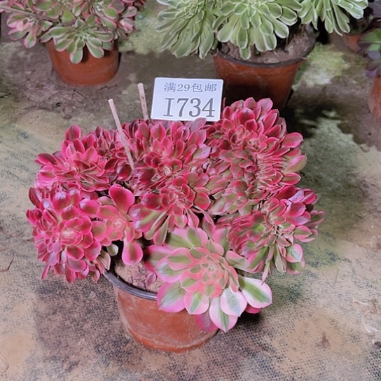 734粉女巫缀多肉植物