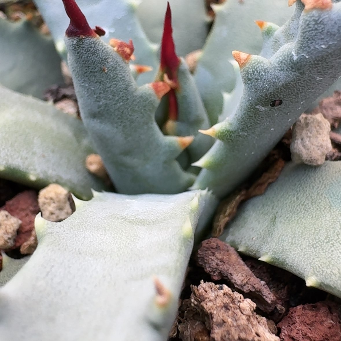 【闪购商品】25哈哈哈哈哈哈哈