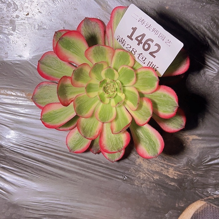 1462云荷多肉植物