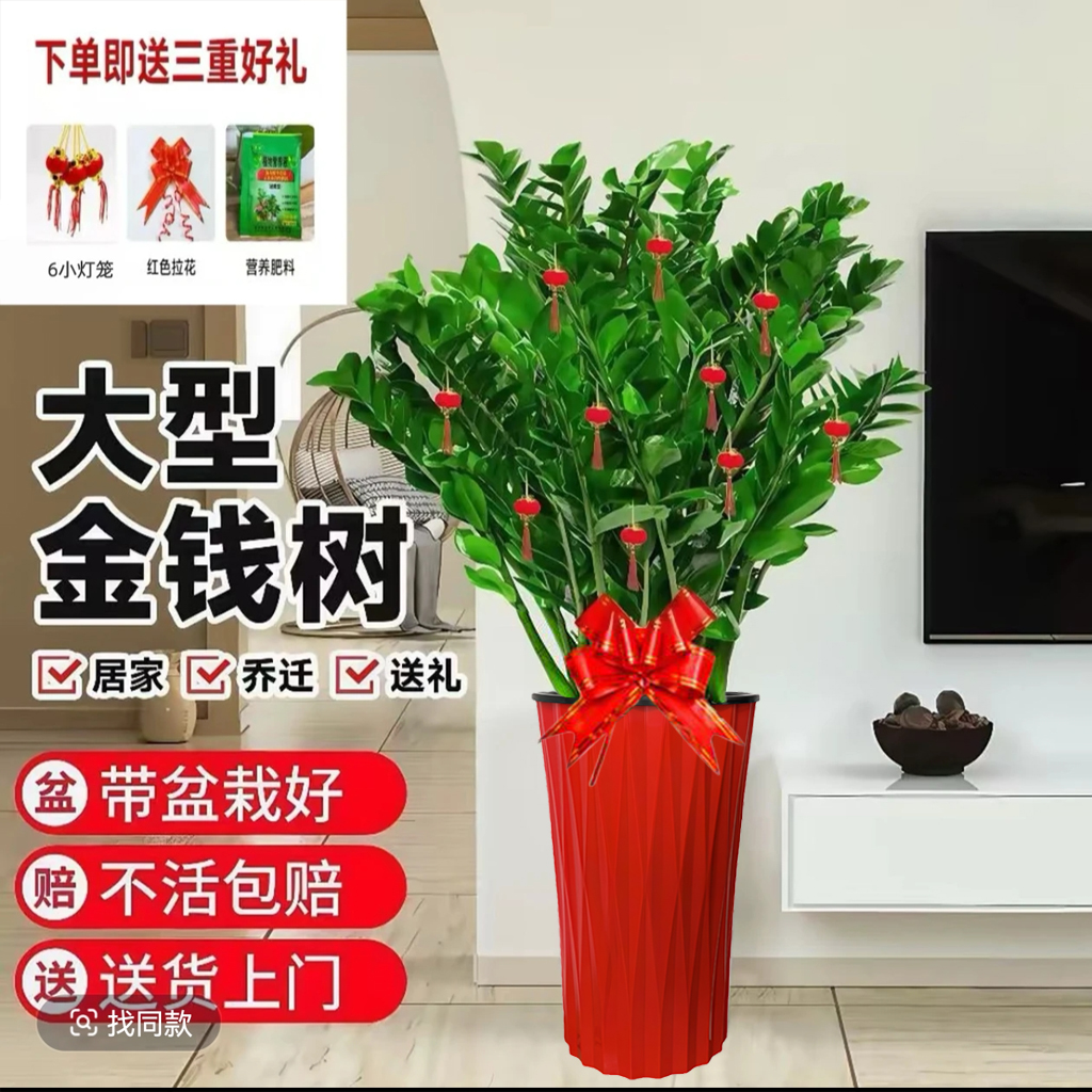 金钱树盆栽室内办公室净化空气吸甲醛四季常青客厅摆放落地大绿植