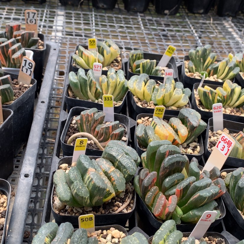 【闪购商品】?*俗6666666