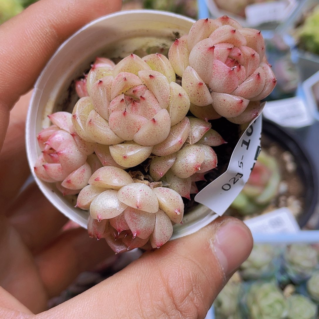 00000000000102一物一拍