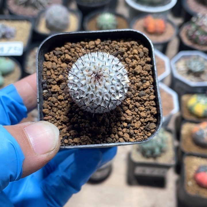 564实生直刺佩雷仙人球