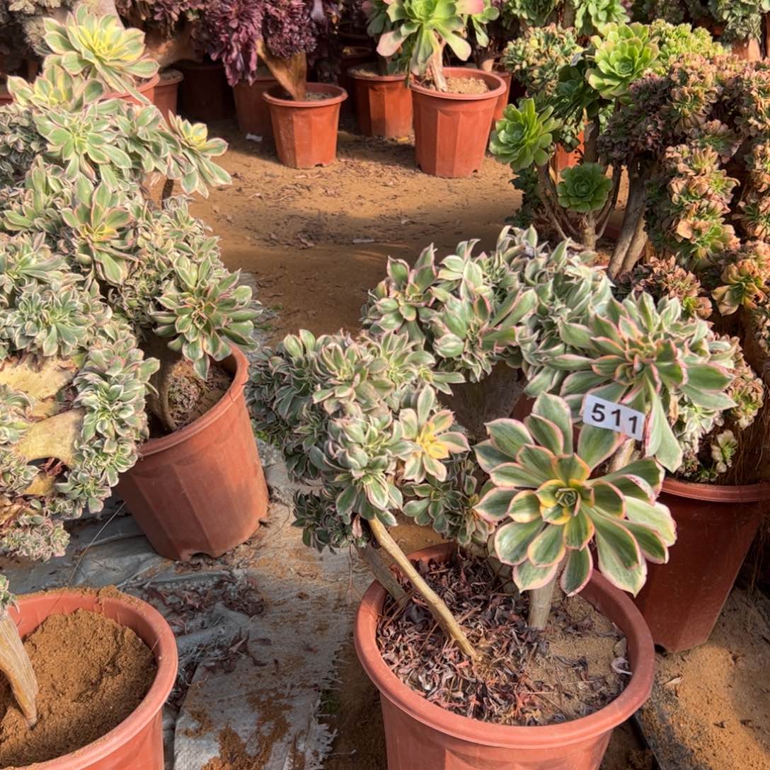 有伤灿烂511官府33