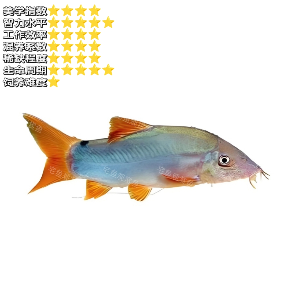【宅鱼十二生肖“鼠”】蓝皮鼠 红尾蓝海豚 红尾蓝鼠鱼热带鱼观赏鱼