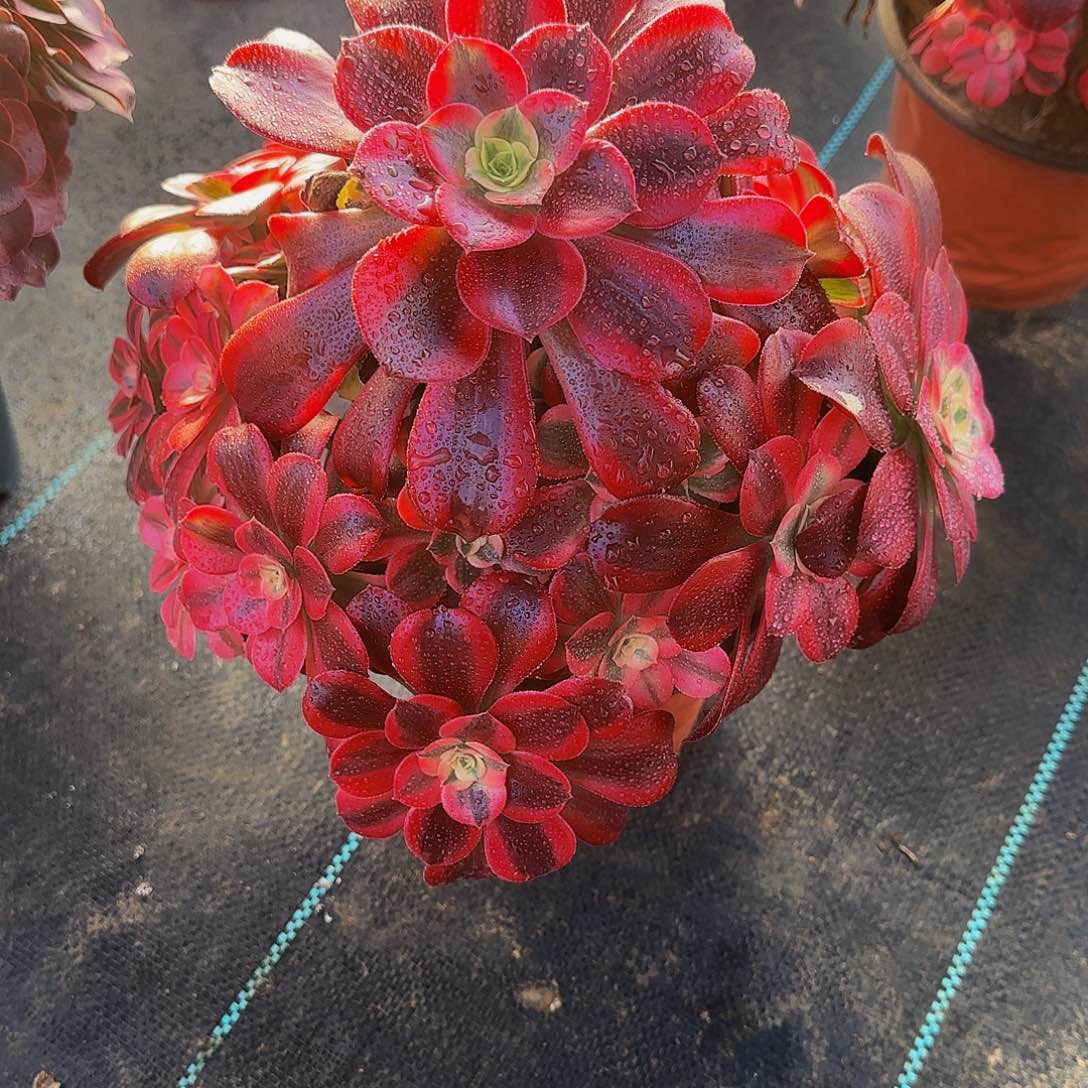 多肉植物美杜莎老庄