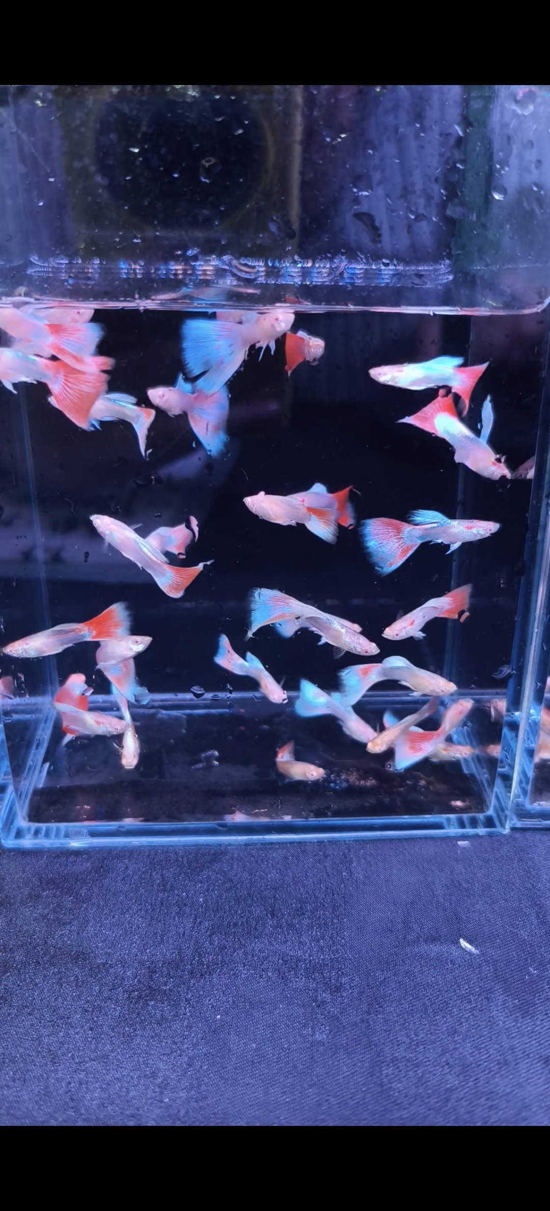 火烧云孔雀鱼 小型热带观赏鱼  需搭配深色系缸 （入缸不赔）压成鱼