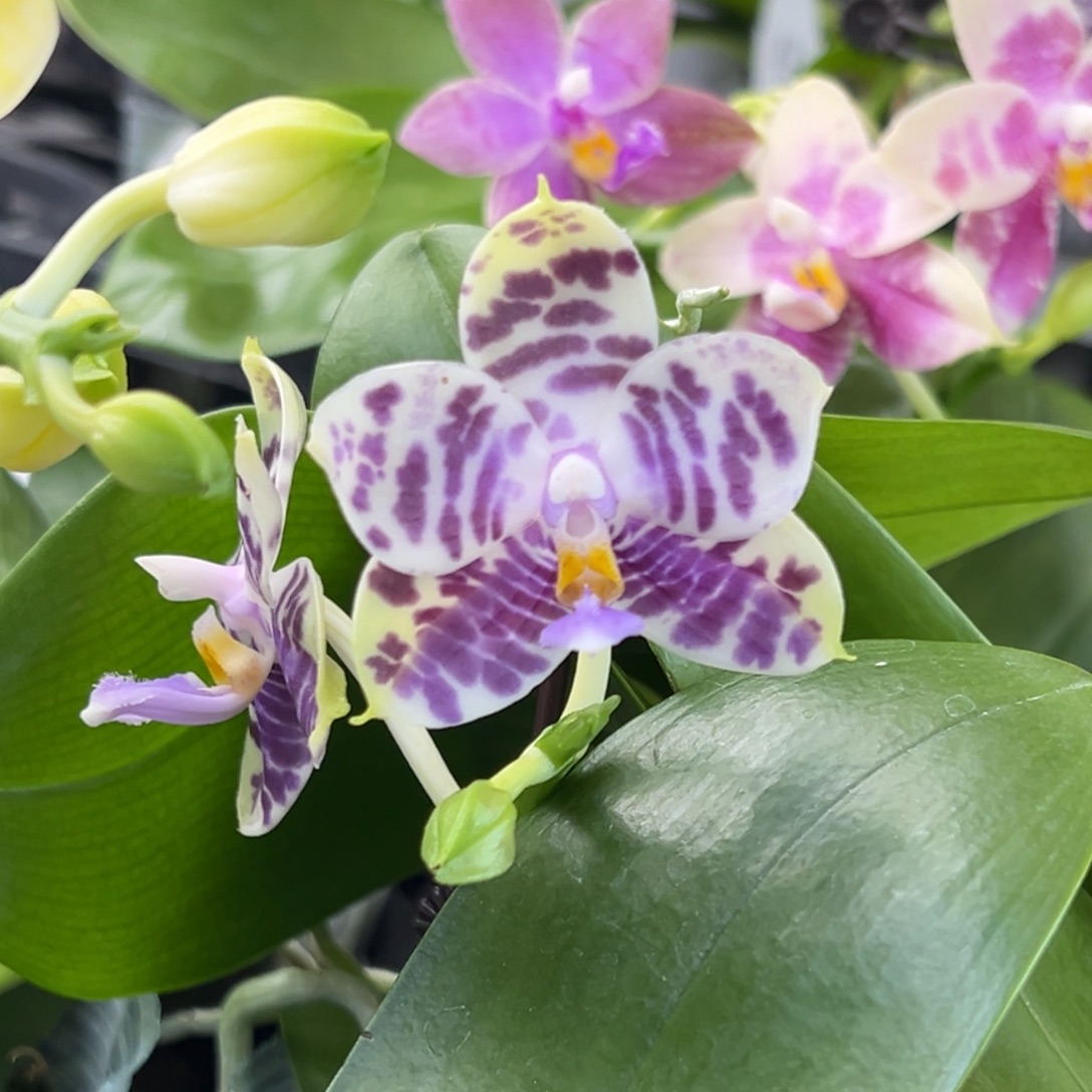 完全开放6号，168米