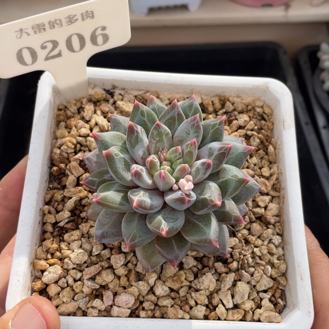 0206暗纹不带盆7厘米