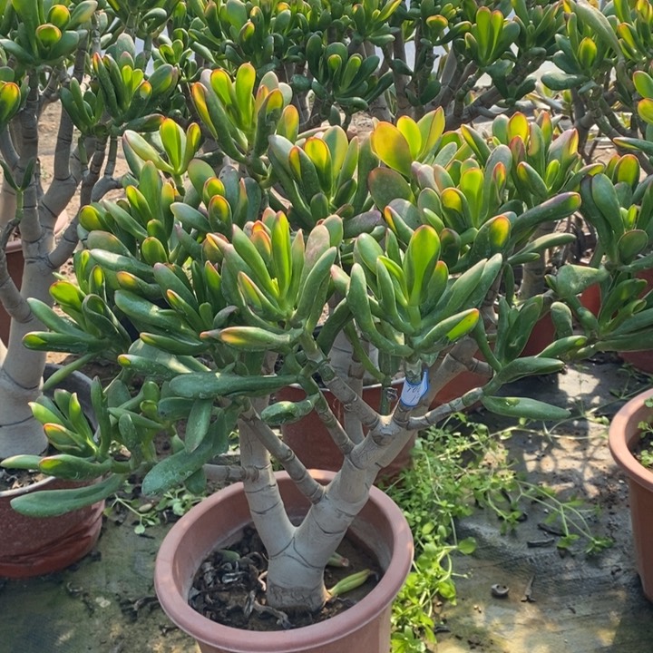 黄金大铲月一物一拍