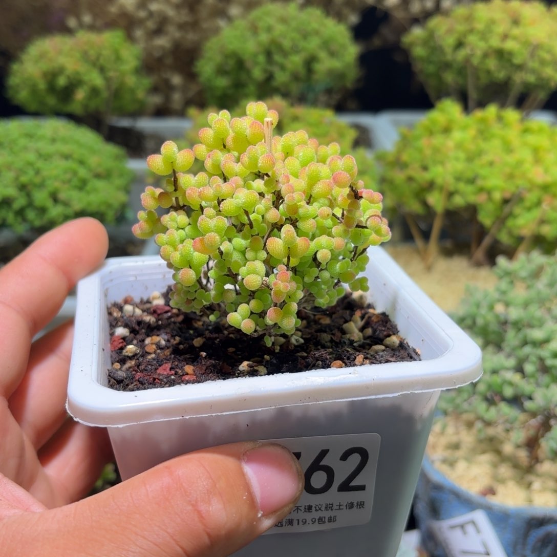 枝干番杏金桔糖球F762