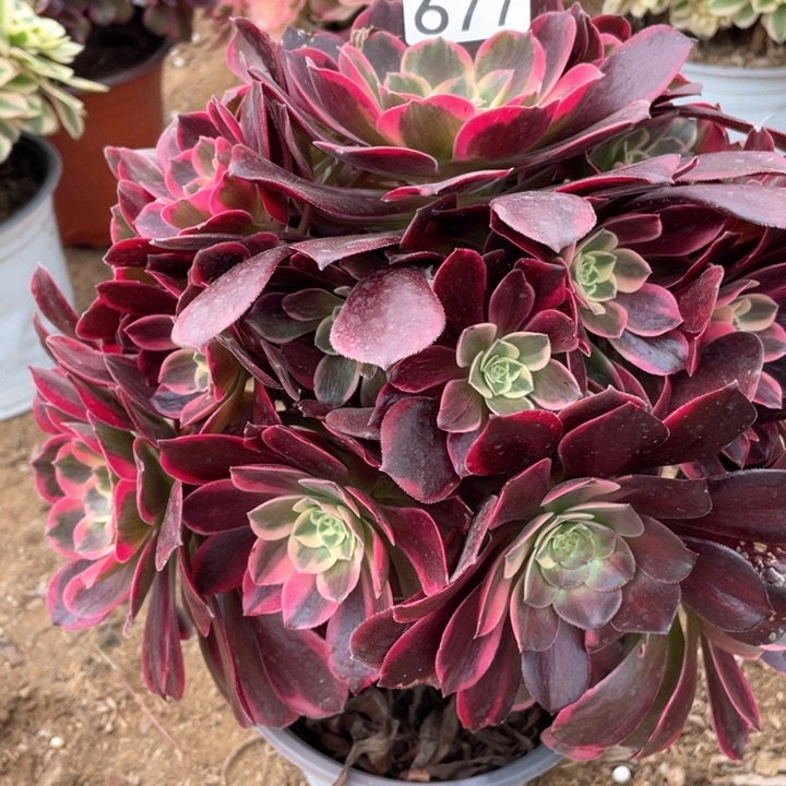 677多肉植物金丝雀