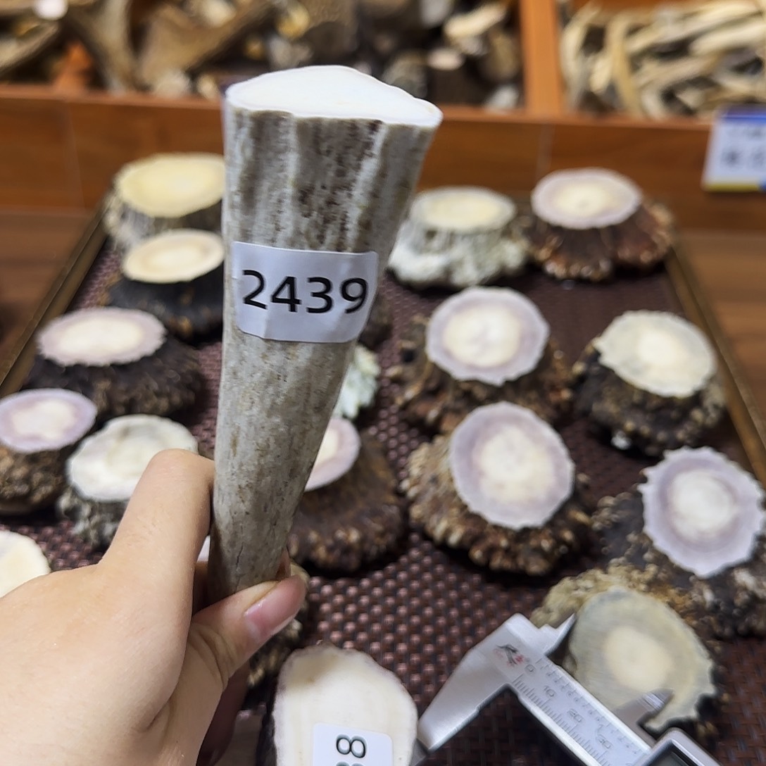 手串/手链鹿骨角尖2439