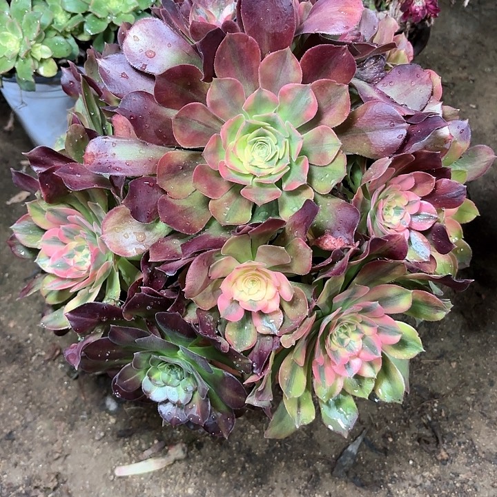 多肉植物法师洛神23