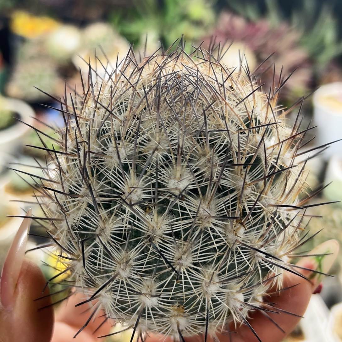 藤荣丸有根仙人球66666666