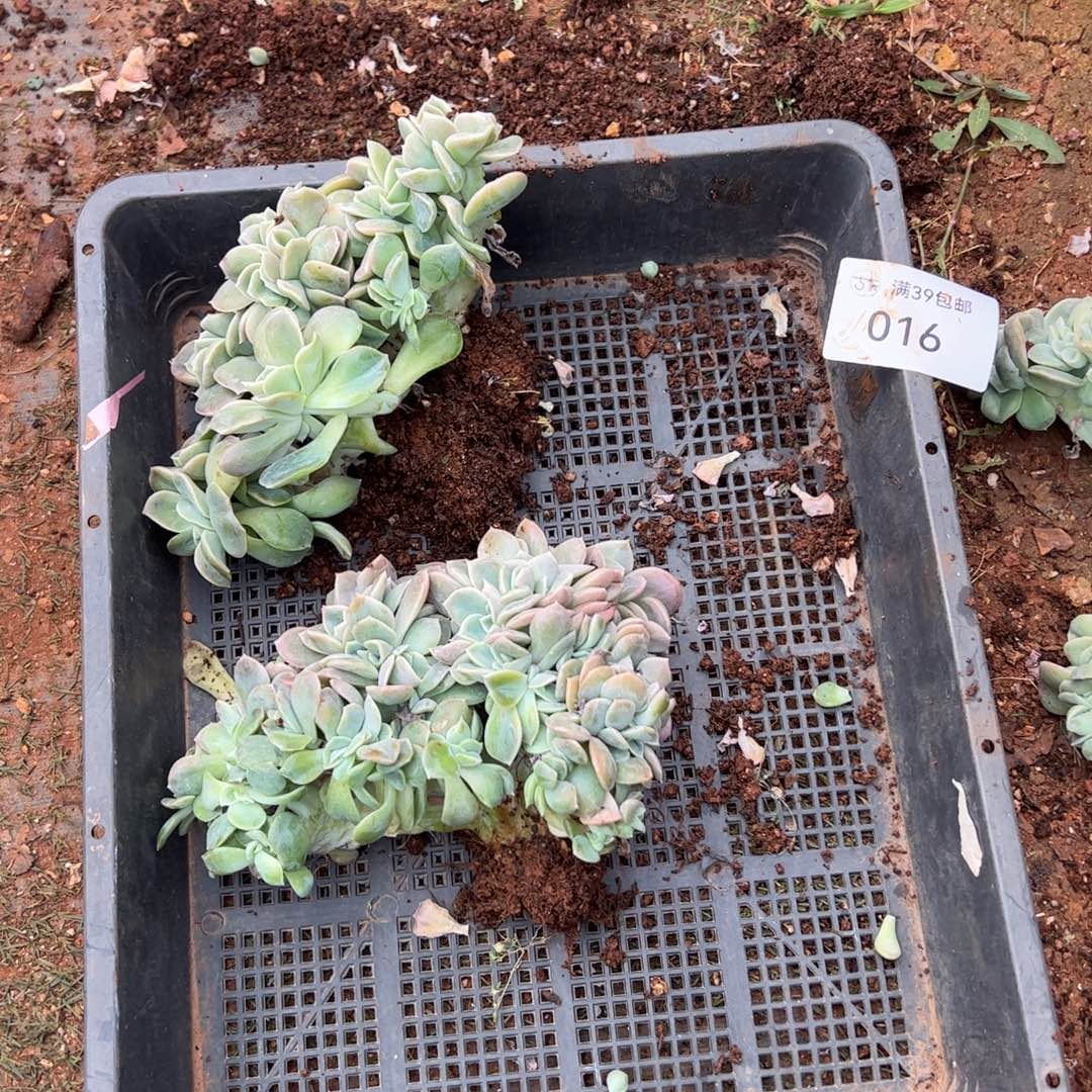 016多肉植物纤维维生素