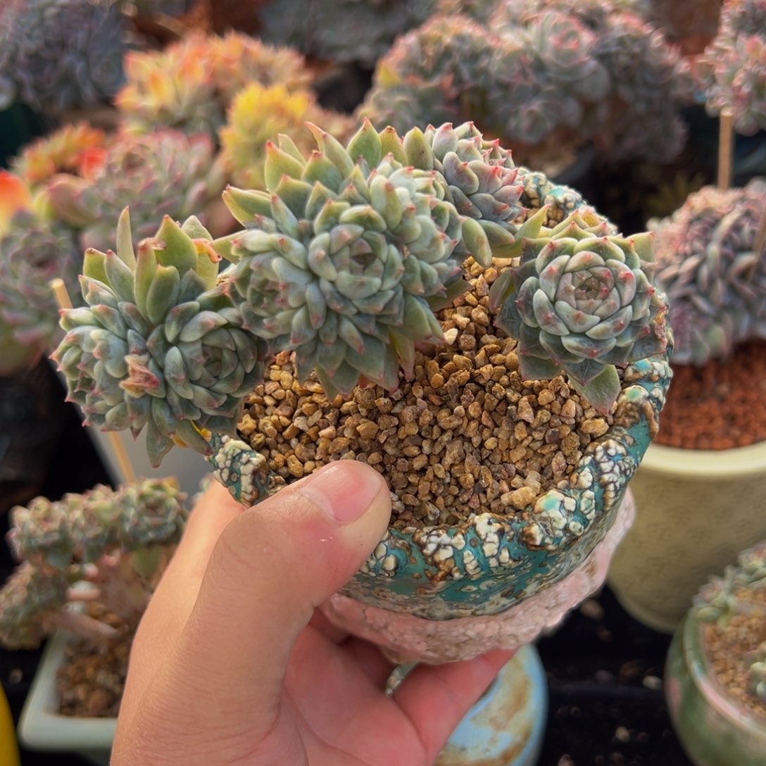 新年快乐 新年快乐