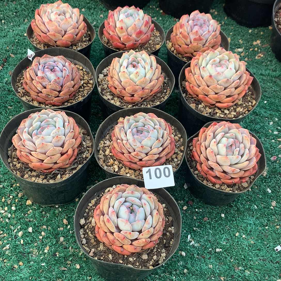 100橙子多肉植物组合